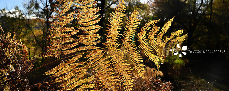 阳光下的蕨类植物——克雷格拉希，莫瑞图片素材
