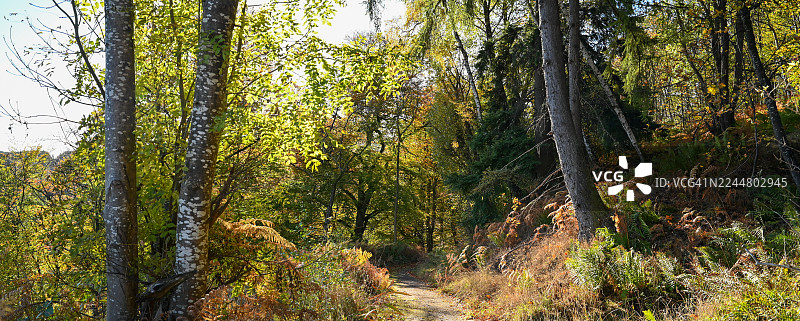 林间小径-克雷加基，莫瑞。图片素材
