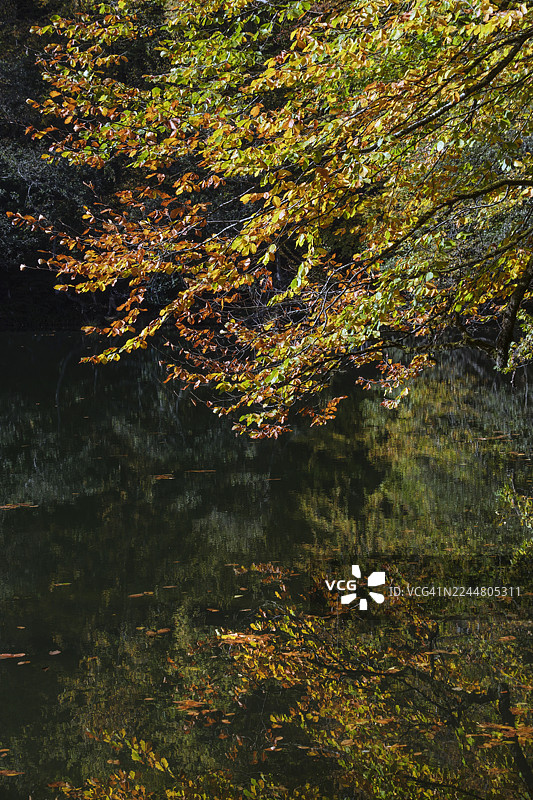 土耳其博卢耶迪格勒国家公园的金黄倒影图片素材