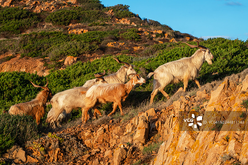 意大利撒丁岛马达莱娜群岛的卡普雷拉岛图片素材