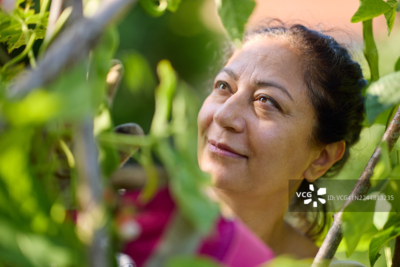 女志愿者在社区花园里采摘蔓豆图片素材