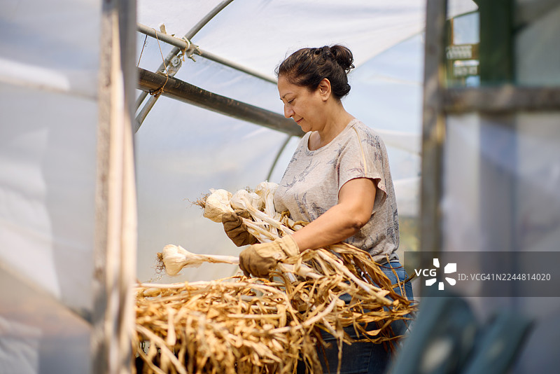 一位女士在社区分配的温室里收获大蒜图片素材