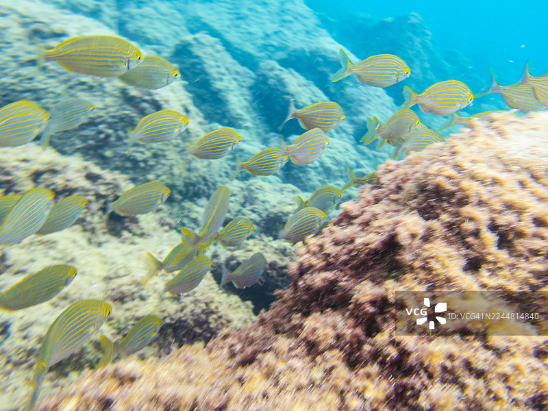 地中海鱼群图片素材