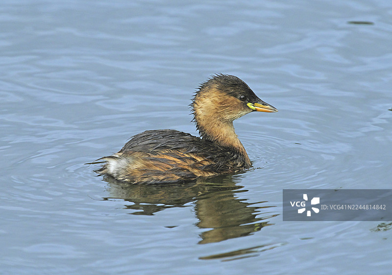 小鸊鷉 [Tachybaptus ruficollis]图片素材