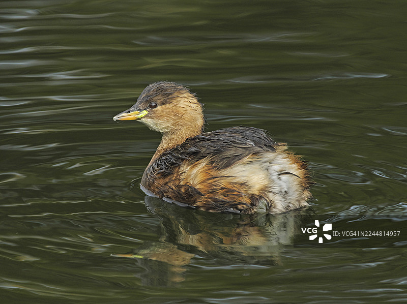 小鸊鷉 [Tachybaptus ruficollis]图片素材