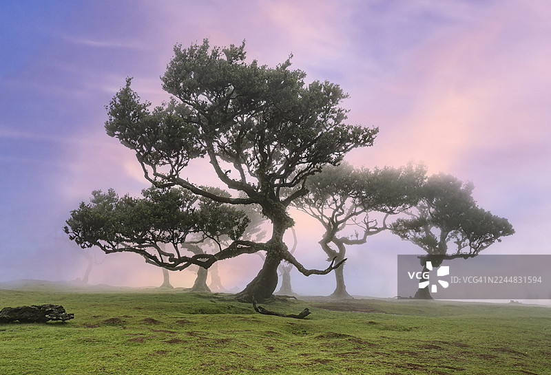 黎明时分，马德拉岛法纳尔森林中，雾气弥漫的山景，点缀着一群神秘的树木。图片素材