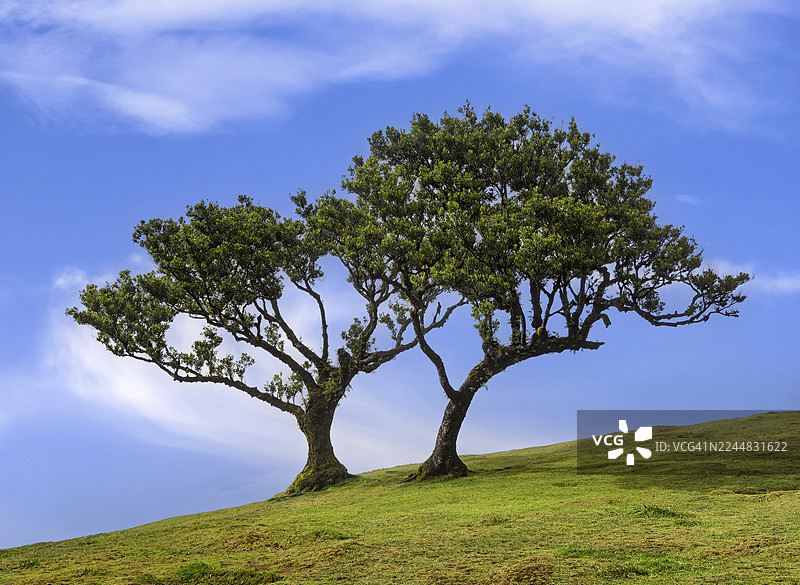 马德拉岛法纳尔森林的山坡上，两棵孤零零的树在蓝天下图片素材