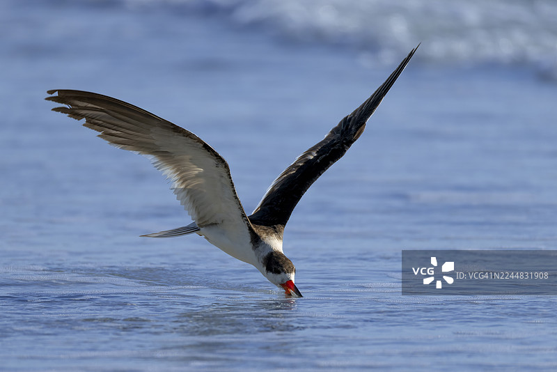 黑鲣鸟图片素材