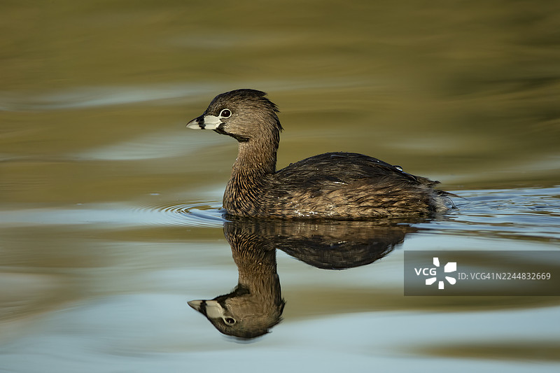琵嘴鸊鷉图片素材
