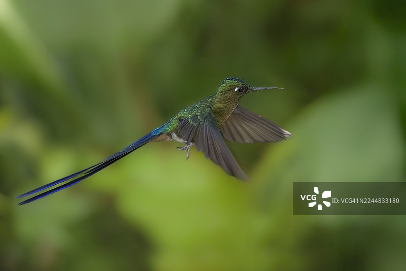 白靴剑尾蜂鸟图片素材