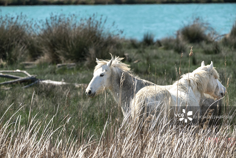 伊松佐河口自然保护区（Foce dell'Isonzo-Isola della Cona）与卡马尔格马图片素材