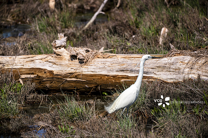 伊松佐河口自然保护区（Foce dell'Isonzo-Isola della Cona）中的小白鹭和苍鹭图片素材