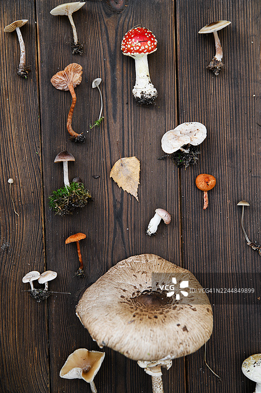 质朴的木质背景上的野生森林蘑菇集合图片素材