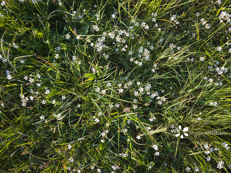 一丛茂密的绿色植物，上面点缀着白色的小花图片素材