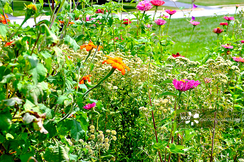 授粉者花园图片素材