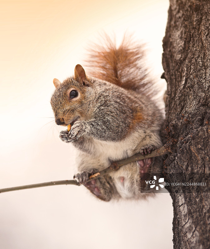 特写：一只灰松鼠栖息在冬季的树枝上吃着坚果图片素材