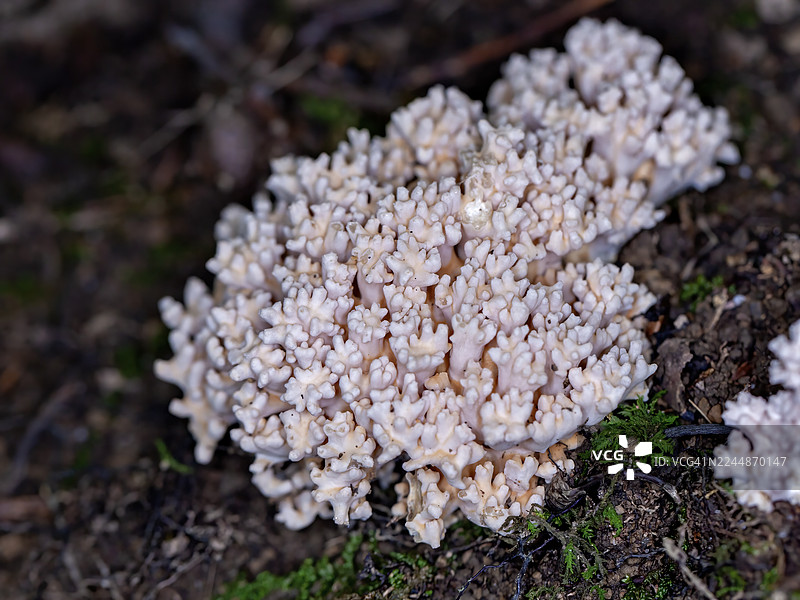 珊瑚菌图片素材