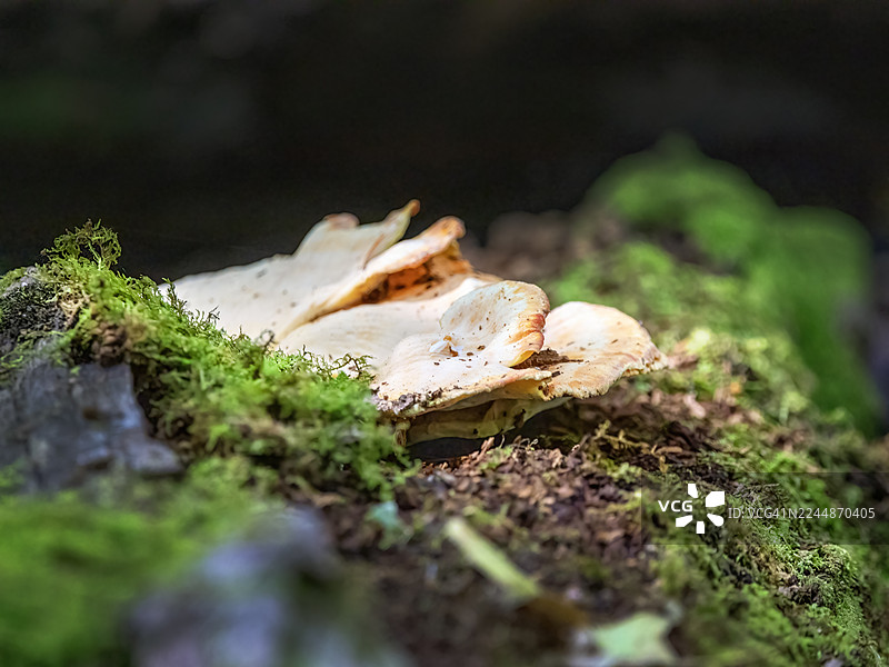 长在苔藓上的鸡油菌图片素材