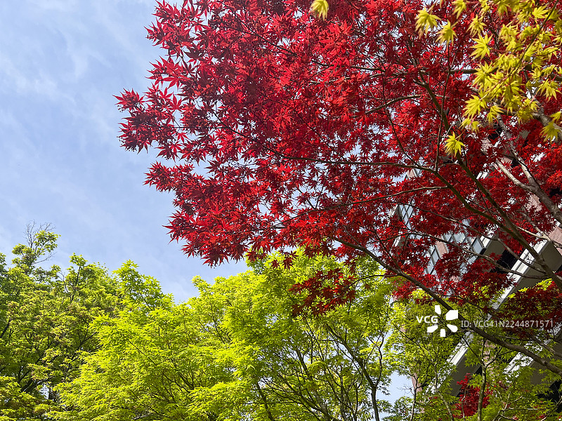 春天日本枫树上充满活力的红绿色新芽图片素材