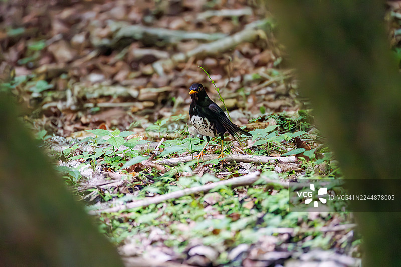 日本灰鸫（Turdus cardis）在泉水中沐浴。野生鸟类。观鸟，日本山梨县富士吉田市大宝泉。- 2025图片素材
