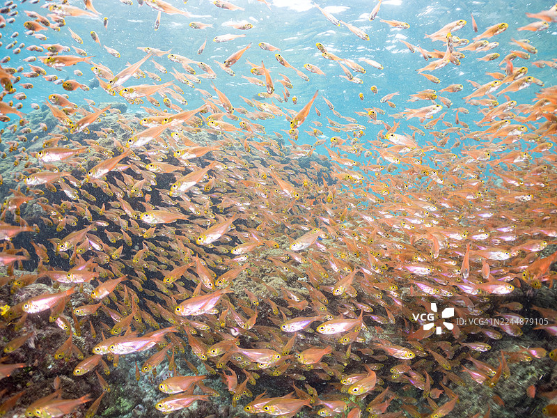 矮鳍角鲨,Parapriacanthus ransonneti,幼鱼。以及其他鱼群。日本静冈县伊豆半岛南伊豆町中木港Hirizo海滩 - 2025图片素材