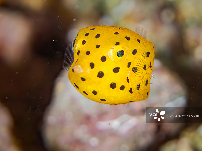 黄箱鲀,Ostracion cubicus,幼鱼。在海洞中。以及其他。鱼群。日本静冈县伊豆半岛南伊豆町中木港 Hirizo 海滩 - 2025图片素材