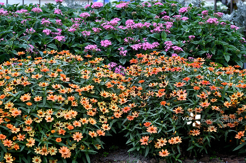 百日草：盛放的色彩鲜艳的年度花卉图片素材