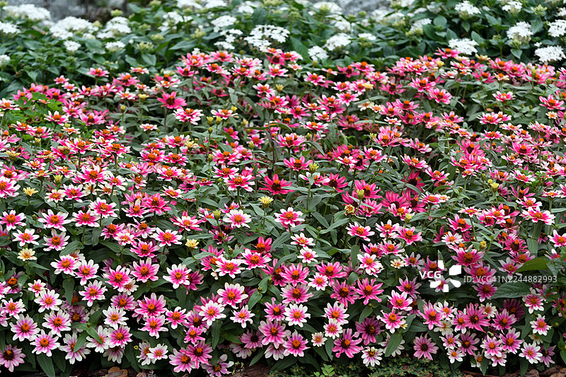 百日草：色彩鲜艳的年度花卉盛开中图片素材