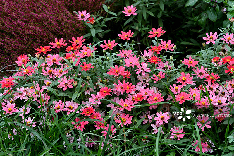 百日草：盛开的色彩鲜艳的一年生花卉图片素材