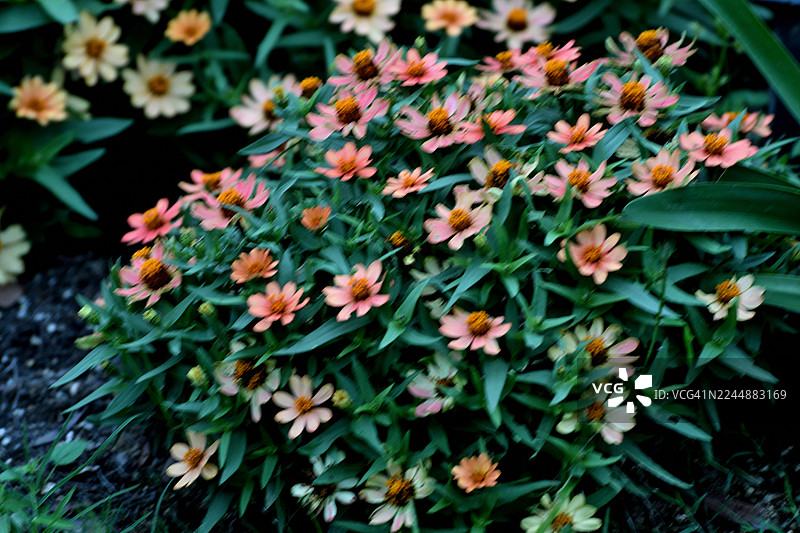 百日草：盛开的色彩鲜艳的一年生花卉图片素材