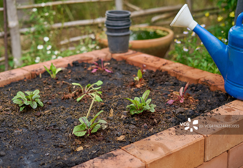 砖砌高架菜园里的嫩蔬菜幼苗图片素材