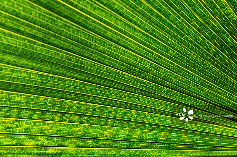 绿色棕榈叶图片素材