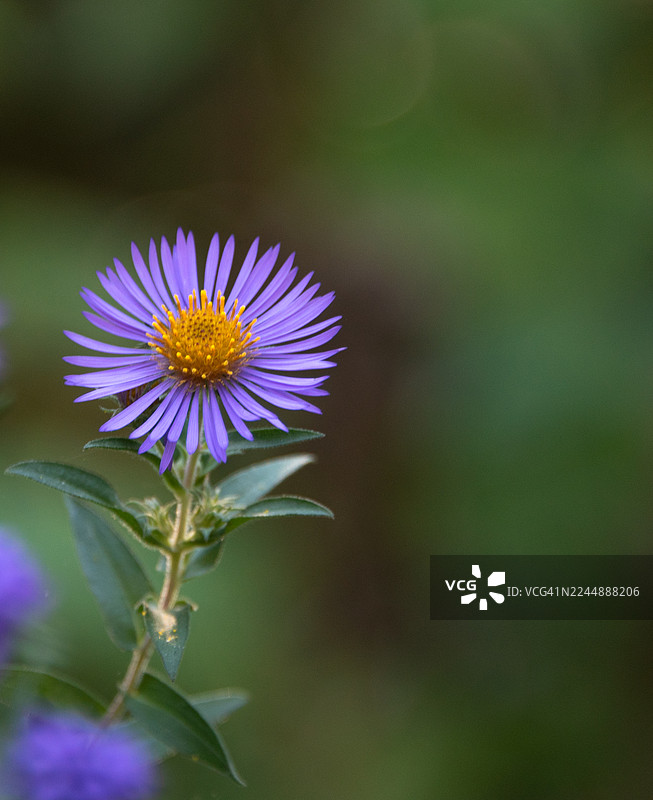 新英格兰紫菀花图片素材