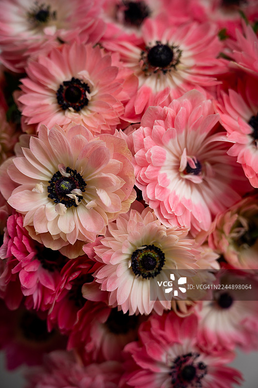 粉色毛茛银莲花在自然光下绽放图片素材