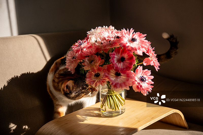 阳光下，三花猫好奇地嗅着粉色的海葵花图片素材