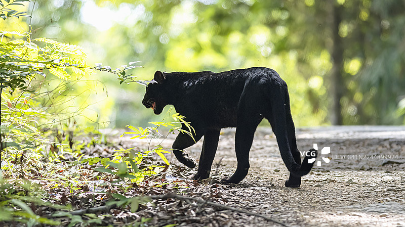 黑豹，热带雨林中的黑豹图片素材