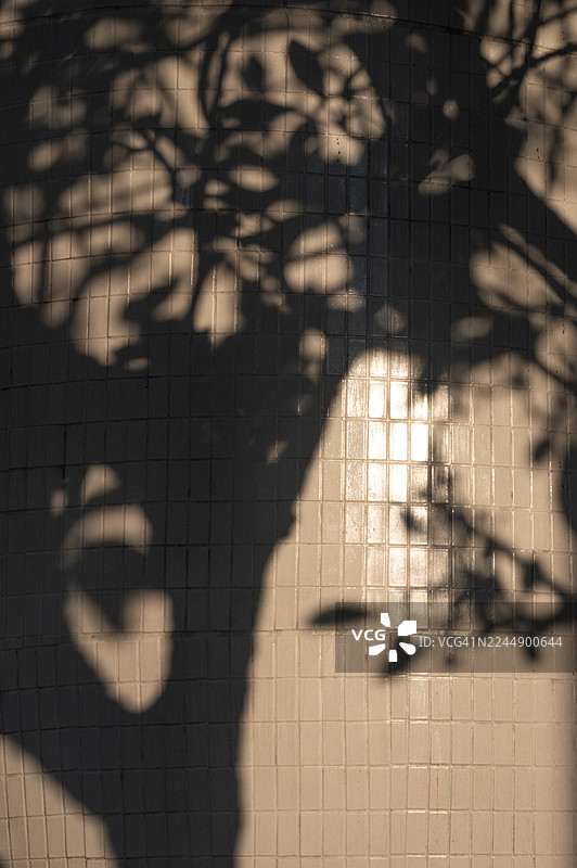 带有大树阴影的白色瓷砖墙图片素材