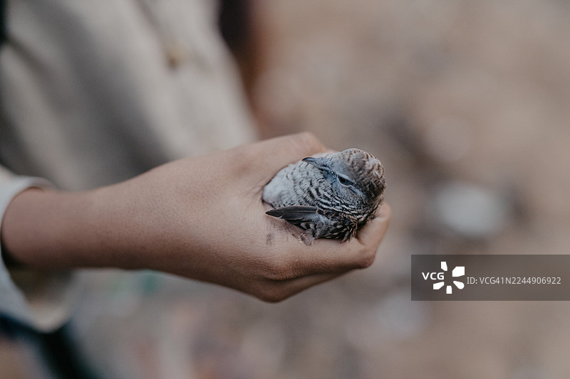 一只人类的手捧着一只小野鸟的特写图片素材