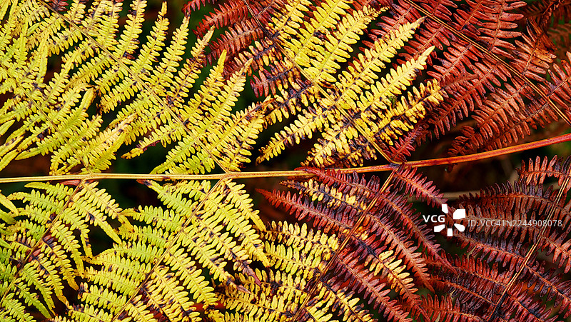 法国埃维昂莱班附近森林中,近距离拍摄的绿色和枯萎的蕨类植物。白天。自然色彩。图片素材