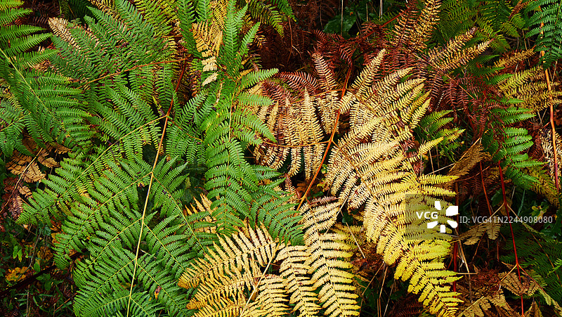 在法国埃维昂莱班的森林中拍摄的绿色和黄色蕨类植物。日光。自然色彩。图片素材