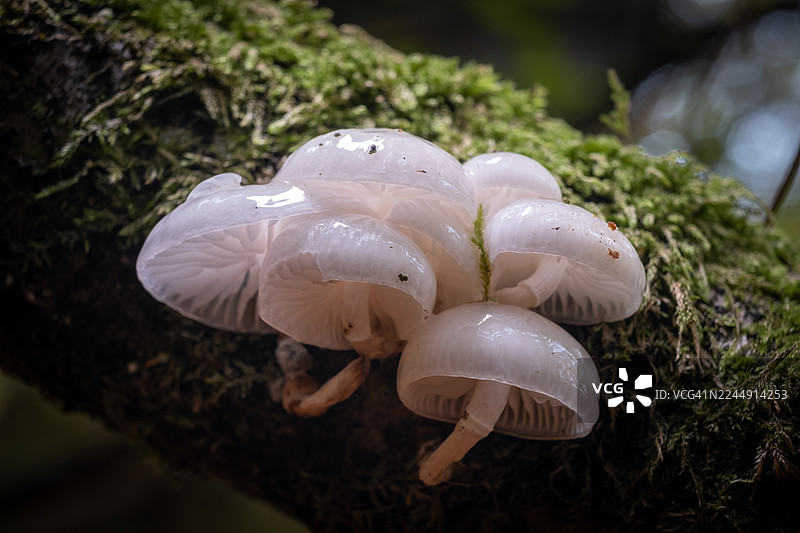 瓷器菌（Mucidula mucida）图片素材