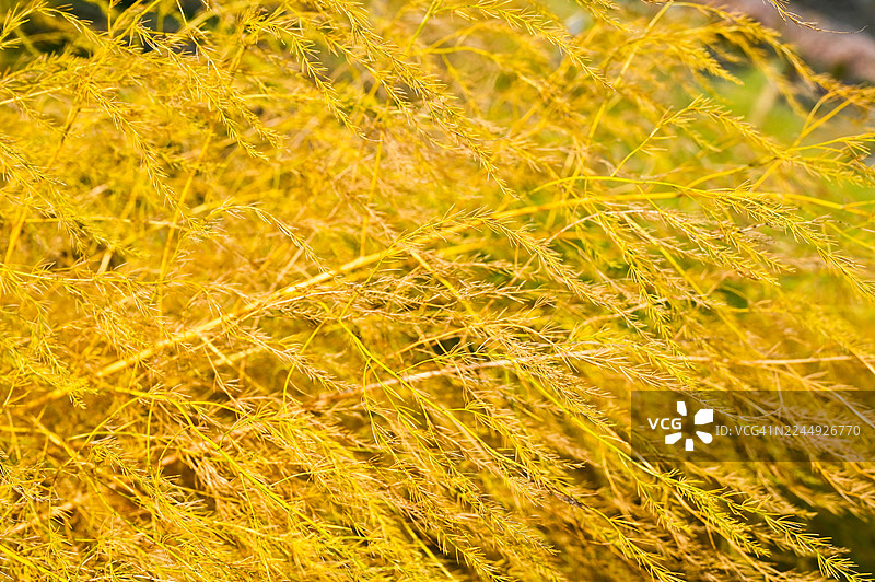 苏格兰福查贝斯秋季的芦笋嫩叶。图片素材