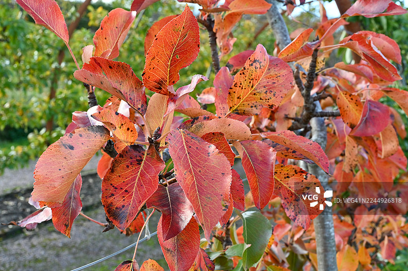苏格兰福查贝斯秋季的苹果树叶图片素材