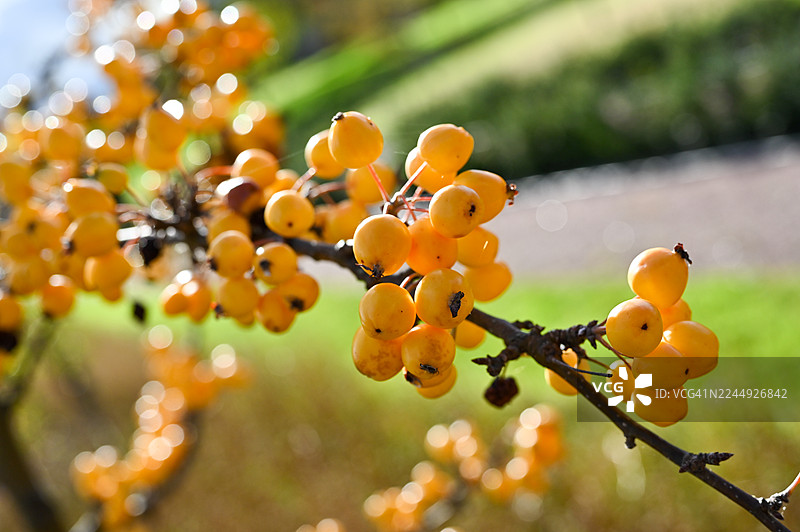 苏格兰福查贝斯金黄海棠苹果图片素材