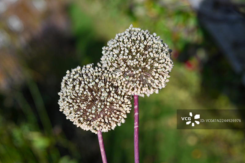 苏格兰福查贝斯的大蒜种子头图片素材