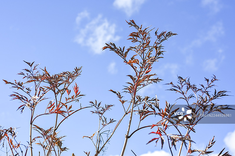黑接骨木叶 - 苏格兰福查贝斯图片素材
