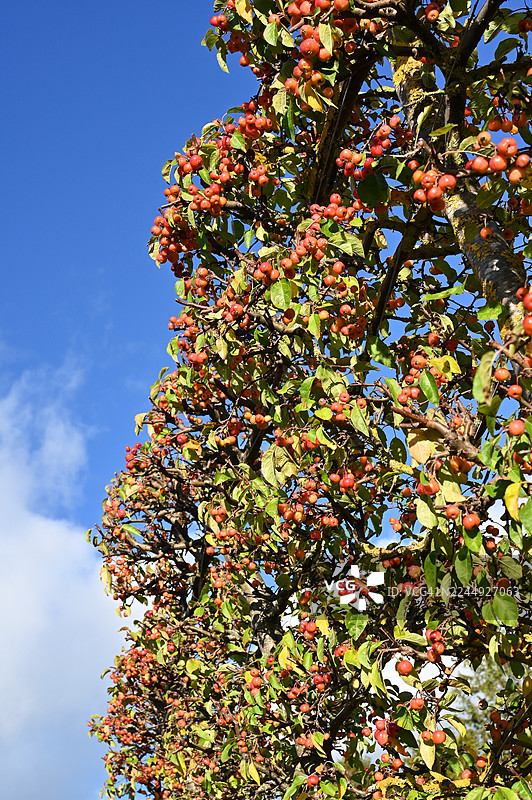 苹果树形栽培-苏格兰福查贝斯图片素材