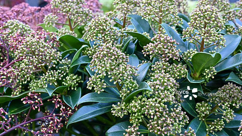 白色榍茀花 - 福查贝斯 - 苏格兰图片素材