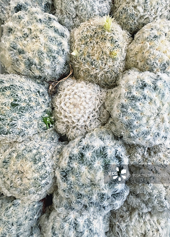 俯视视角下许多小型白星海棠属仙人掌图片素材