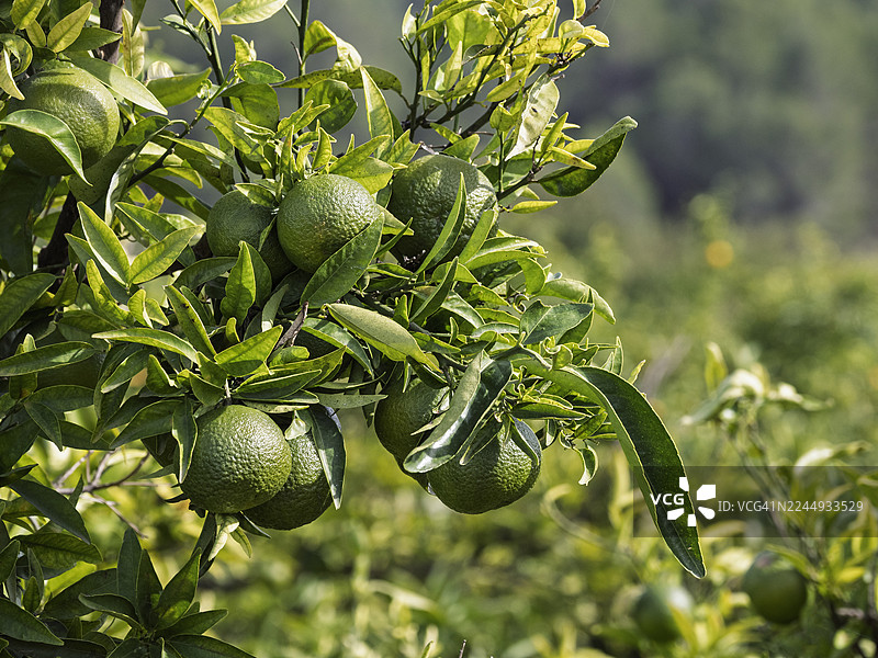 田野里长着绿色橘子的橘子树。图片素材
